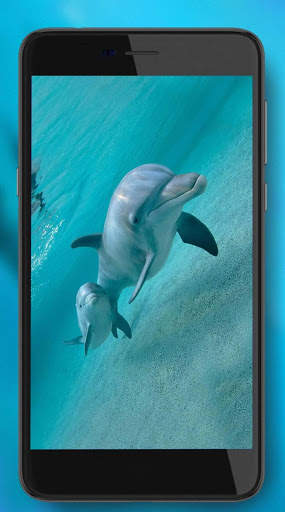 Dolphins Sounds Live Wallpaper screenshot 2