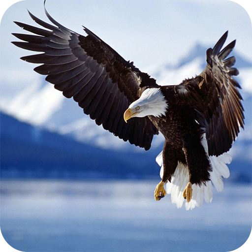 Bald Eagle Wallpaper icon