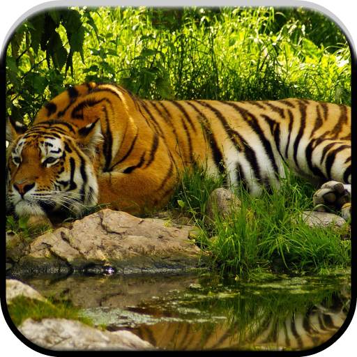 ikon A Look Of Tiger Free LWP