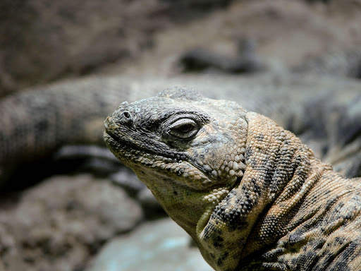 Komodo Dragon Wallpaper - Lizard Wallpaper screenshot 2