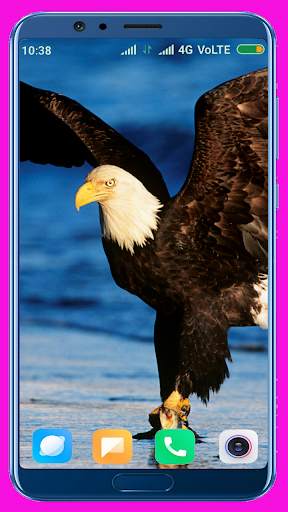 Eagle Wallpaper Best 4K screenshot 11