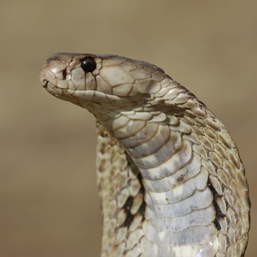 Snake Wallpapers icon