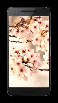 Sakura Live Video Wallpaper screenshot 2