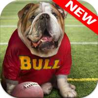 🐕 Bulldog Wallpapers - Dog Wallpapers