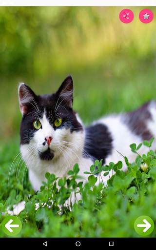Animals Name and Pictures скриншот 2