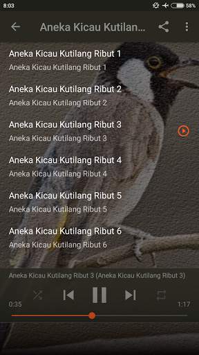 Suara Burung Kutilang Ribut screenshot 7