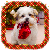 Photo Frames Christmas Xmas icon