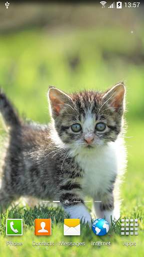Cat Live Wallpaper screenshot 2