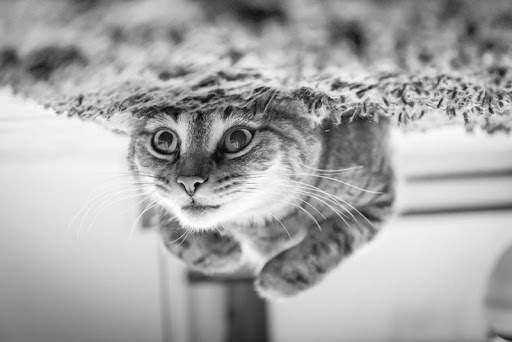 Cute Cats Images and Wallpapers 1 تصوير الشاشة
