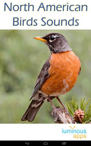 North American Birds Free screenshot 17