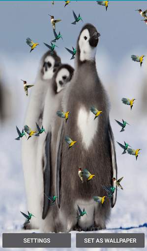 Birds And Animals Live Wallpapers screenshot 3
