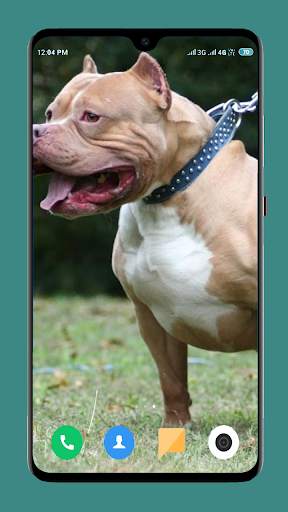 Pitbull Dog Wallpaper 4K screenshot 13