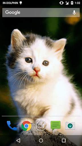 Cute Cat Live WallPaper screenshot 3