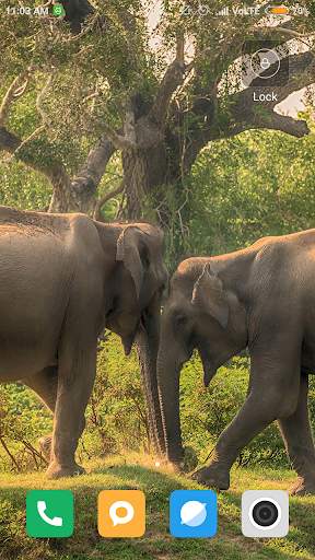 Elephant Wallpaper screenshot 11