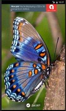 Cute Butterfly WPs screenshot 2