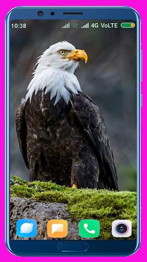 Eagle Wallpaper Best 4K screenshot 14