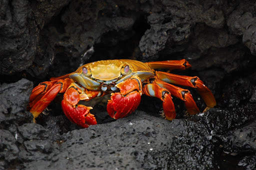 Crab Wallpapers screenshot 11