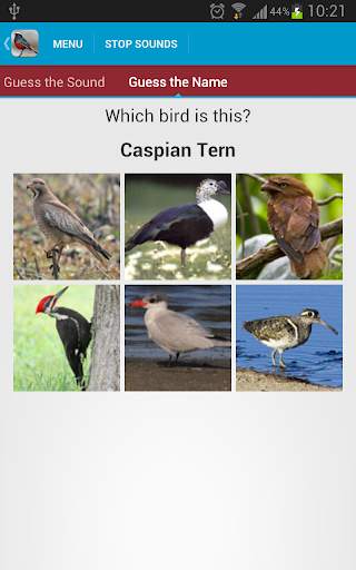 Asian Birds Sounds Free screenshot 6
