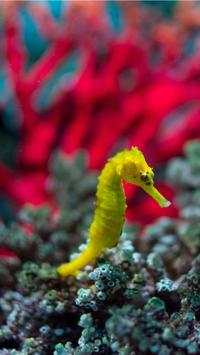 Aquarium Wallpaper HD Free screenshot 7