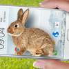 Bunny in Phone Cute joke 1.4