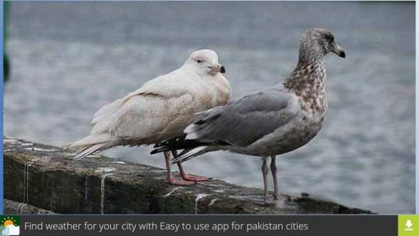 Don Gull Wallpapers screenshot 2