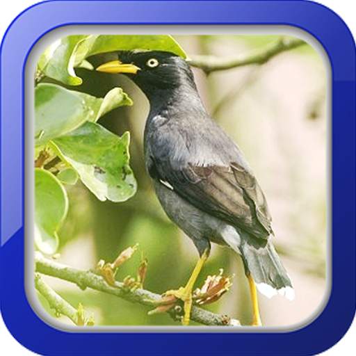 Masteran Burung Jalak Kebo 1.0