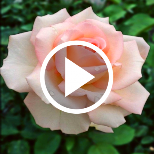 Flower Video Live Wallpaper icon