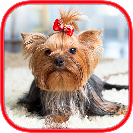 Brain games - Dogs - Memory training *Gold edition icon