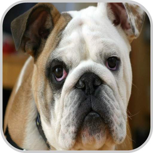 Dog Wallpaper HD Image 1.0