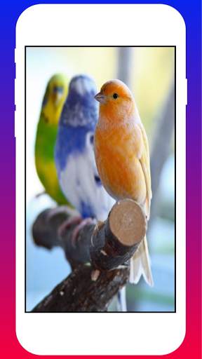 Canary Birds HD Wallpapers screenshot 3