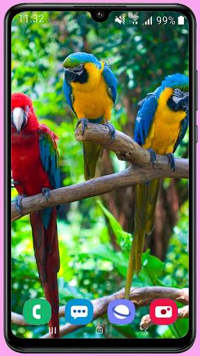 Parrots Wallpaper Best HD screenshot 16