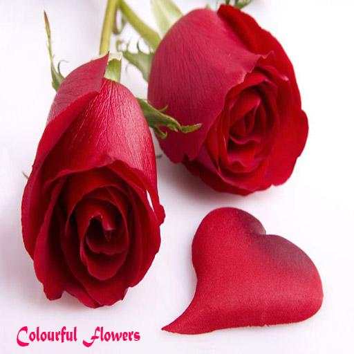 Flower Images 2.0