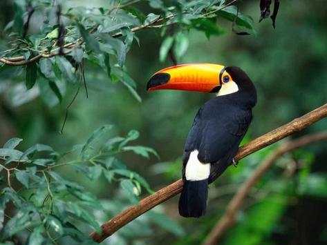 Toucan Bird Live Wallpaper screenshot 4