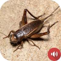 Cricket Sounds logo
