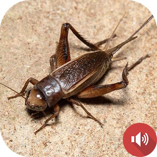 Cricket Sounds 1.0