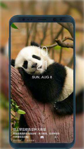 Cute Panda Wallpapers HD for Android screenshot 5