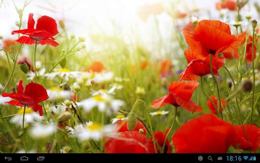 Poppies live wallpaper screenshot 5