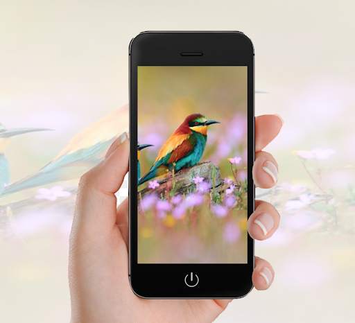 Bird Wallpaper screenshot 5