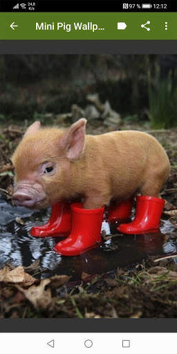 Mini Pig Wallpapers screenshot 5