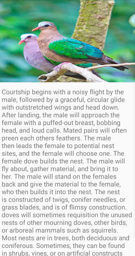 Dove Bird Fact screenshot 6