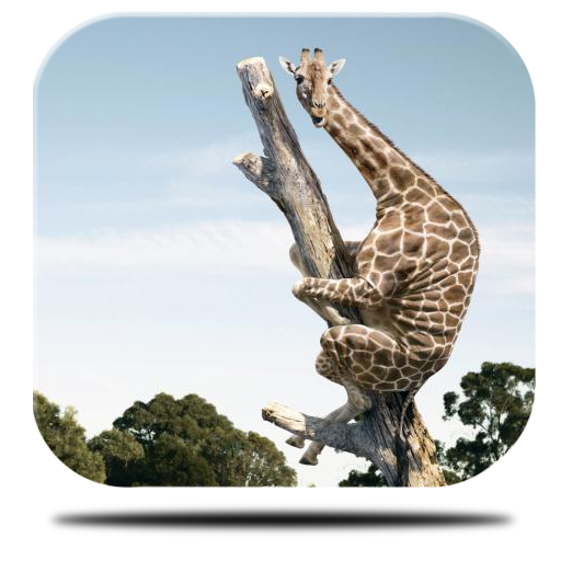 Giraffe Acrobat Live Wallpaper icon