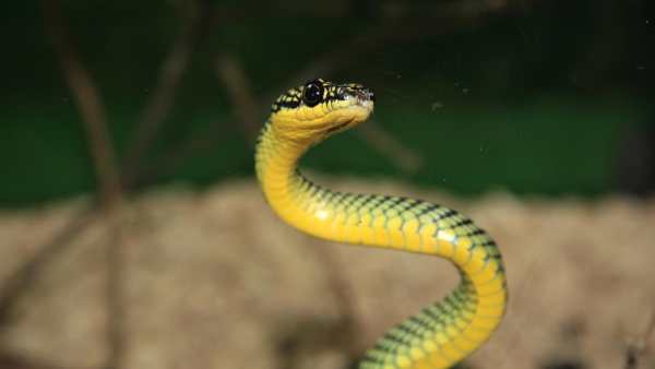 Snake Live Wallpaper : backgrounds hd स्क्रीनशॉट 5