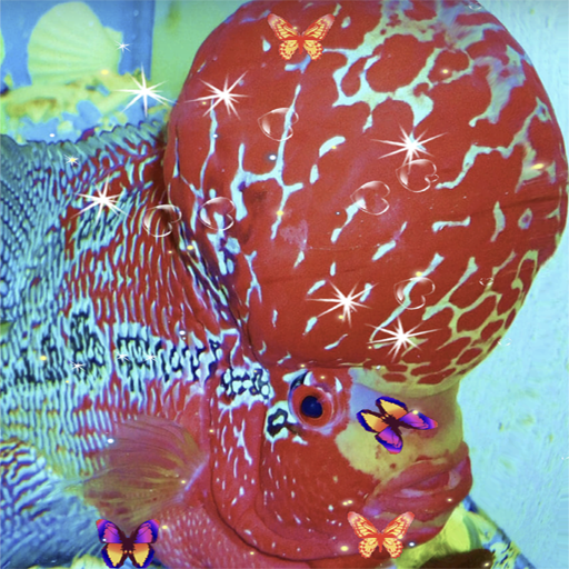 Flowerhorn Fish Live Wallpaper icon