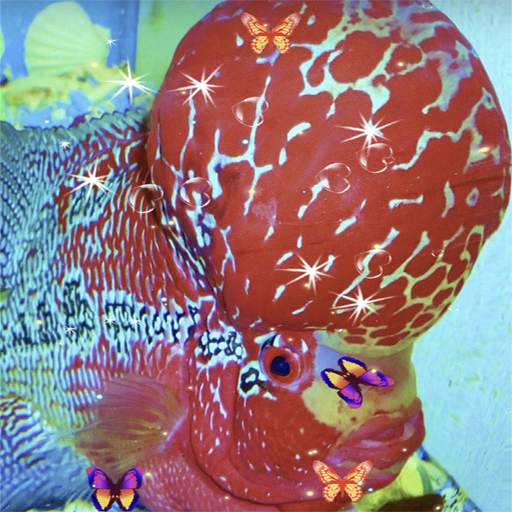 Flowerhorn Fish Live Wallpaper 199.GG