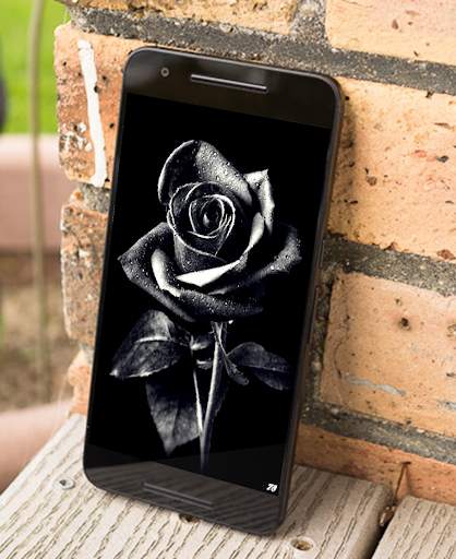 Black Rose Wallpaper screenshot 2
