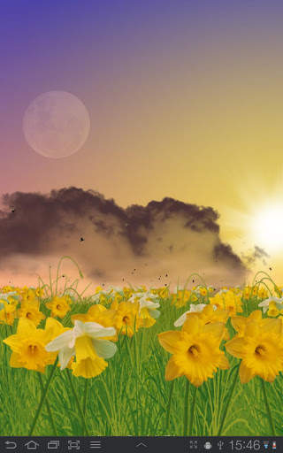 Daffodils Free Live Wallpaper screenshot 1