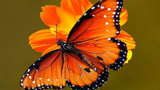 Butterfly Wallpapers screenshot 1