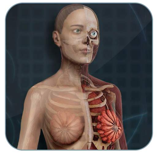 Female Anatomy 3D : Female 3D organs Anatomy 1.0.3