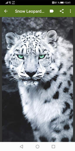 Snow Leopard Wallpapers screenshot 2