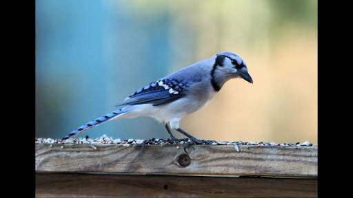 Blue Jay. Birds Wallpapers screenshot 6